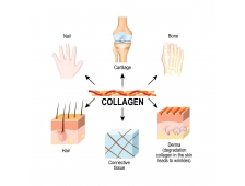 Collagen là gì và Lợi ích Tuyệt vời của Collagen cho Làn Da Trẻ Trung